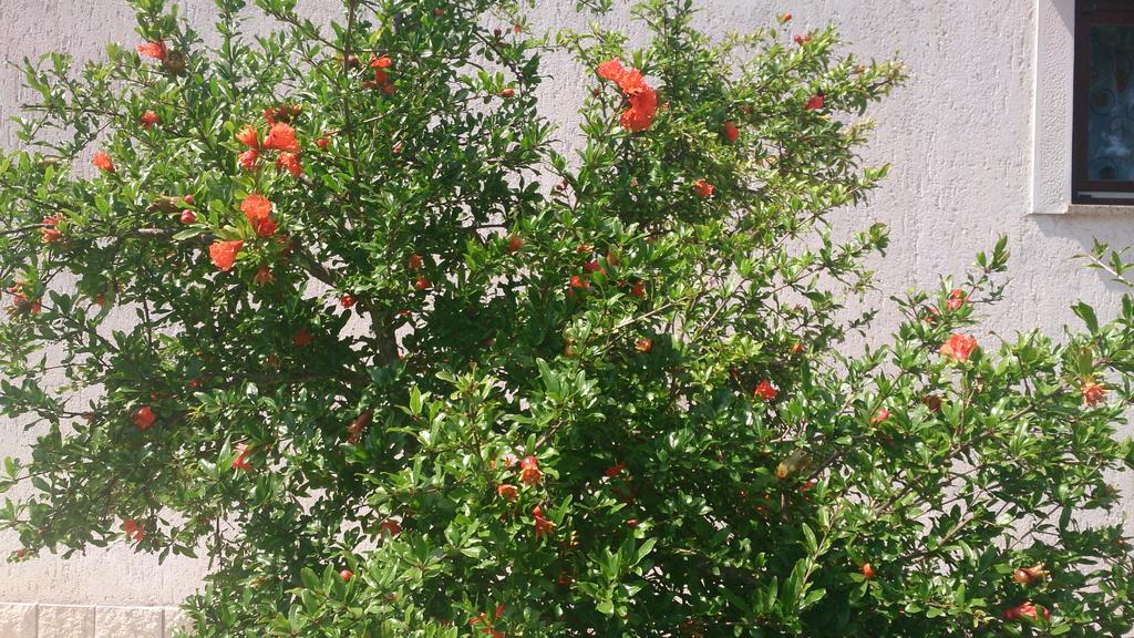 Garden Apartment Maria Vrsar Δωμάτιο φωτογραφία